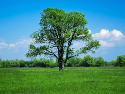 Wyjątkowo użyteczne drzewo – kilka słów o Merkle tree